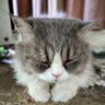 แกง profil fotoğrafı