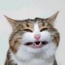 pussy profil fotoğrafı