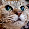 おたむ profil fotoğrafı