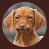 Profilbild von Right 🇮🇩