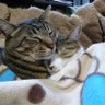 たろー profil fotoğrafı