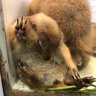 あーちゃん profil fotoğrafı