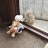 しゃちくん profil fotoğrafı