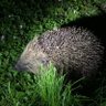 Фото профиля stoathedgebadger