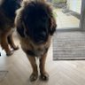 Dave profil fotoğrafı