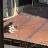 ラビラビビ profil fotoğrafı