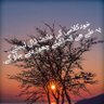 Muhammad احمد 👉PTI. 的头像