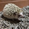 長野でポーカーですが 的头像