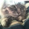 ねんねこ profil fotoğrafı
