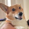 Фото профиля Corgi