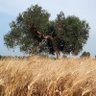 Spiga Dorata profil fotoğrafı