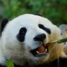 ThePandaBurr 的头像