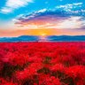 Фото профиля ごりら