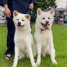秋田犬のぺぺとなな、シロとハク profil fotoğrafı