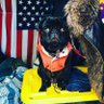 Flying Pug's profile picture