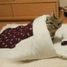 Fogi profil fotoğrafı