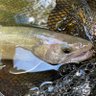 釣り狂 渓流ヒロ 的头像