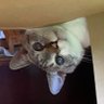 Lジェダイ 的头像