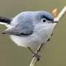 Dumb Bird 的头像