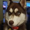 TheConservativeHusky 的头像