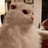 Profilbild von midnight cat