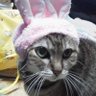 Profilbild von 猫のはなお姉さん(はなとロヒと)