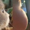 脸似腚's profile picture