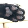 宇佐美 キャット's profile picture