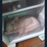 el tranquilo 的头像