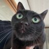 Profilbild von nyleon