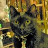 Profilbild von catscrazy mie_cat