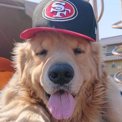 さまのすけ(犬・読書・アメフト時々ランニング)'s profile picture