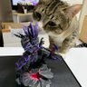 Profilbild von にゃんでもできるもん
