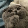 nyomi's profile picture