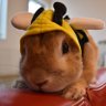 Profilbild von もふうさぎ