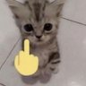 kot 的头像