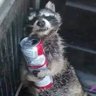 душный енот-алкоголик's profile picture