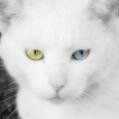 dAicON's profile picture