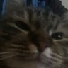 pleb's profile picture