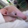 Baby Anteater's profile picture