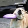 犬ドッグ profil fotoğrafı