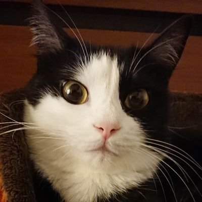わびすけ's profile picture