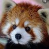 tak 🇯🇵🇺🇸かぶ profil fotoğrafı