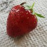 fraise des bois 的头像