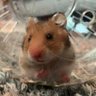 Karai (辛い) 🌶🐹🌶 profil fotoğrafı