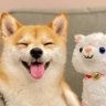 Cantsay 的头像