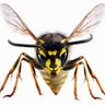 Den Politiske Hveps's profile picture