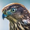 eyeofahawk4547 profil fotoğrafı