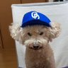 みぽちゅけ's profile picture