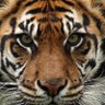 JZ profil fotoğrafı